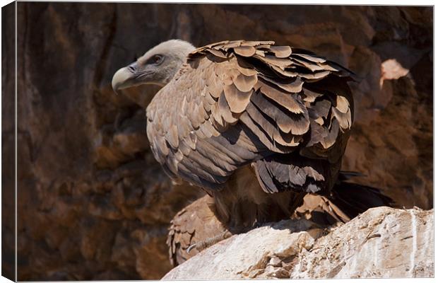 Griffon Vulture (Gyps fulvus) Canvas Print by Gabor Pozsgai