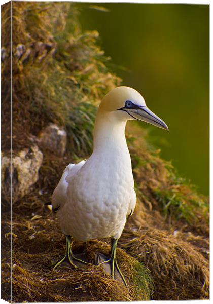 Northern Gannet (Morus bassanus) on cliff Canvas Print by Gabor Pozsgai