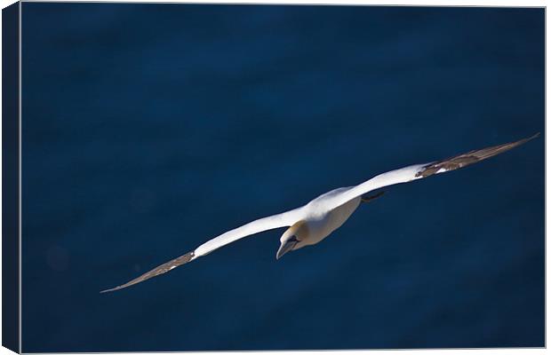 Northern Gannet (Morus bassanus) in flight Canvas Print by Gabor Pozsgai