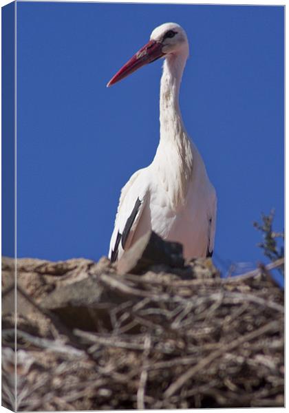 White stork (Ciconia ciconia) Canvas Print by Gabor Pozsgai