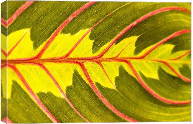 Prayer Plant (Maranta leuconeura) Canvas Print by Gabor Pozsgai