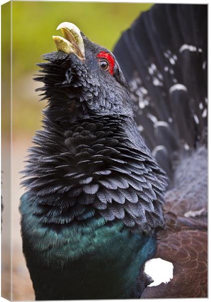 Western Capercaillie (Tetrao urogallus) Canvas Print by Gabor Pozsgai