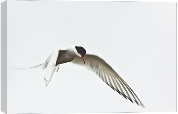 Arctic Tern (Sterna paradisaea) Canvas Print by Gabor Pozsgai