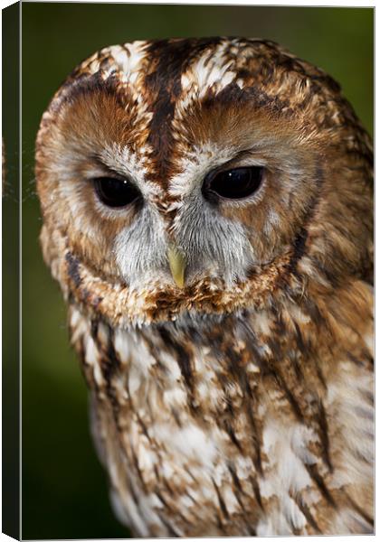 Tawny owl (Strix aluco) Canvas Print by Gabor Pozsgai