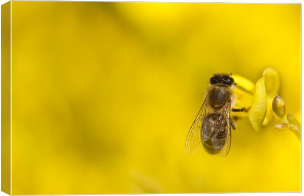 Honeybee (Apis mellifera) Canvas Print by Gabor Pozsgai