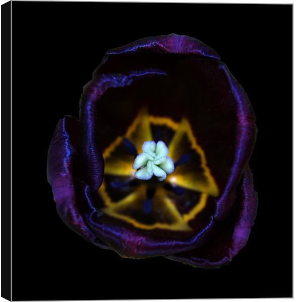 Purple Tulip Black background Canvas Print by mick gibbons