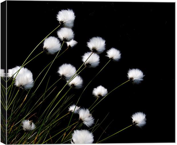 Cotton Grass Canvas Print by andy harris