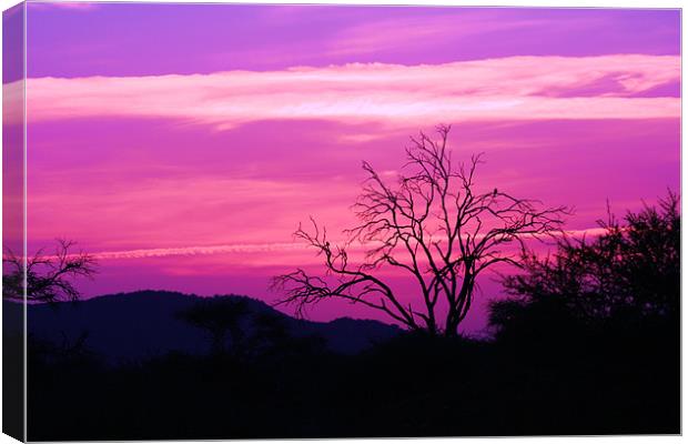 South African Sunset Canvas Print by nikola oliver
