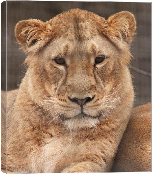 Young Male Lion Canvas Print by nikola oliver