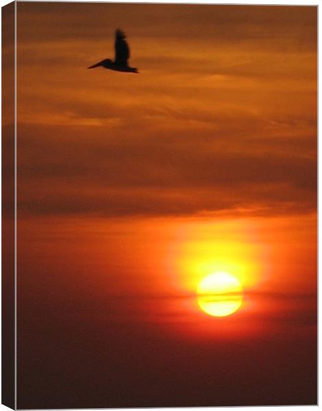 pelican in the sunset Canvas Print by Emma Ahlas