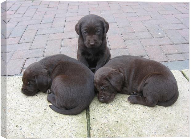 chocolate labrador puppies Canvas Print by Paul Murray