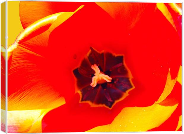 Tulip Canvas Print by Erzsebet Bak