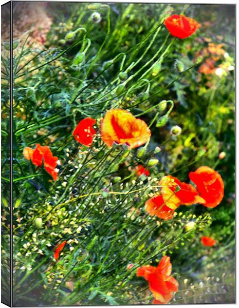 Poppies on meadow Canvas Print by Erzsebet Bak