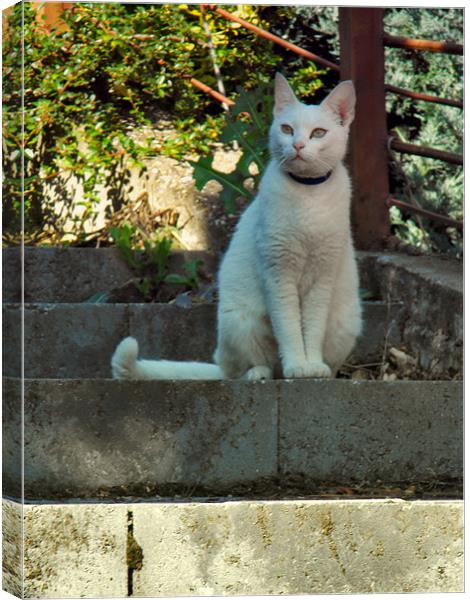 Cat on the stair Canvas Print by Erzsebet Bak