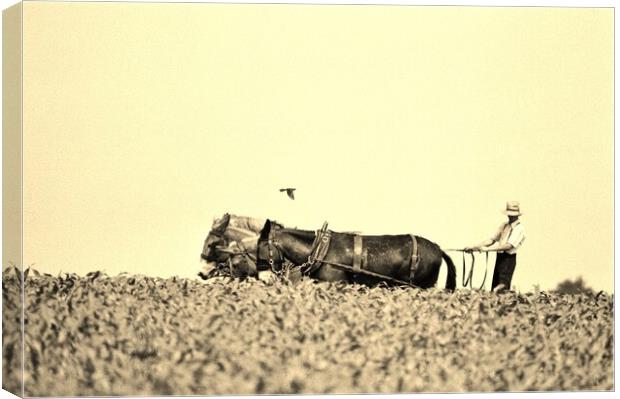 Harvest time. Canvas Print by Michael Snead