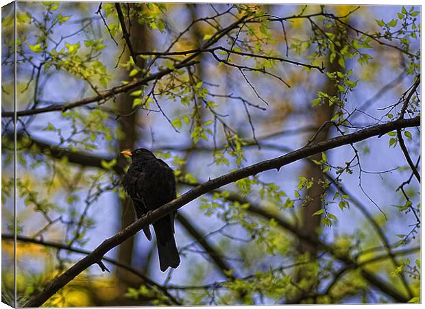 Blackbird Canvas Print by Jovan Miric