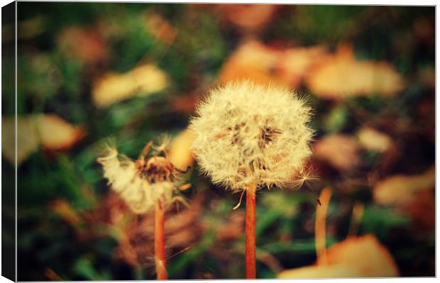  dandelions Canvas Print by miruna uzdris