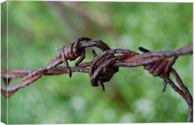 barbed wire Canvas Print by david hopson