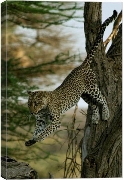 Leaping Leopard Canvas Print by Lindsay Parkin