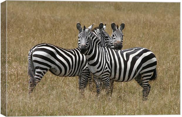 Zebra Canvas Print by Lindsay Parkin