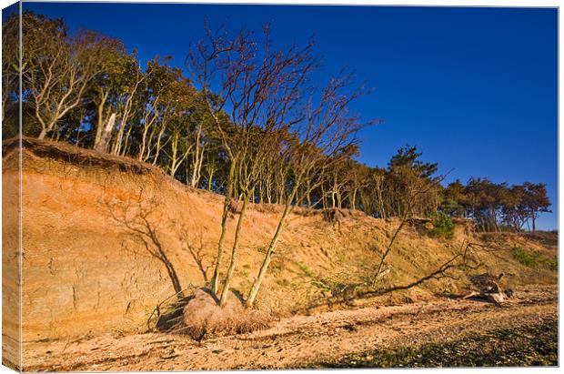 Fallen Canvas Print by Terry Sandoe