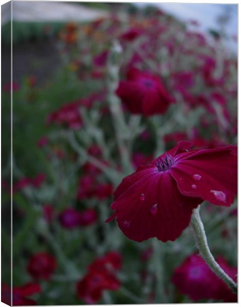 Purple flower with dew Canvas Print by eamonn siu