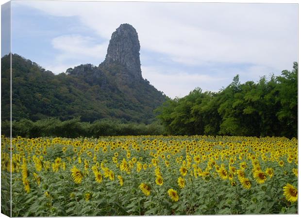 Lopburi sunflowers and mountain Canvas Print by joel ormsby