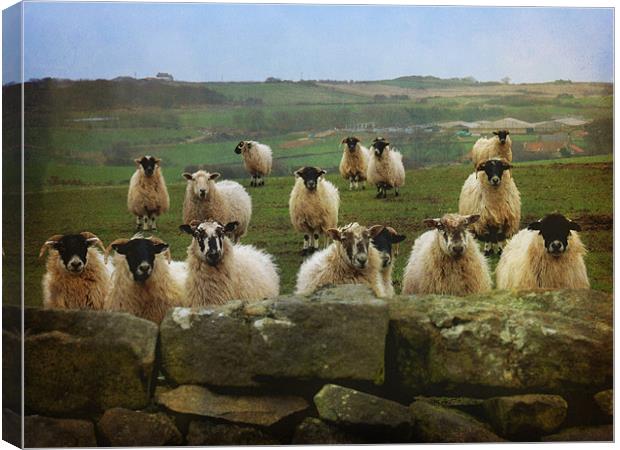 They Must Think They're Getting Fed Canvas Print by Sarah Couzens