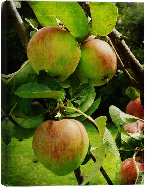 Apple Tree Canvas Print by Sarah Couzens