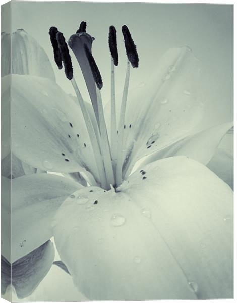 Lily Canvas Print by Sarah Couzens