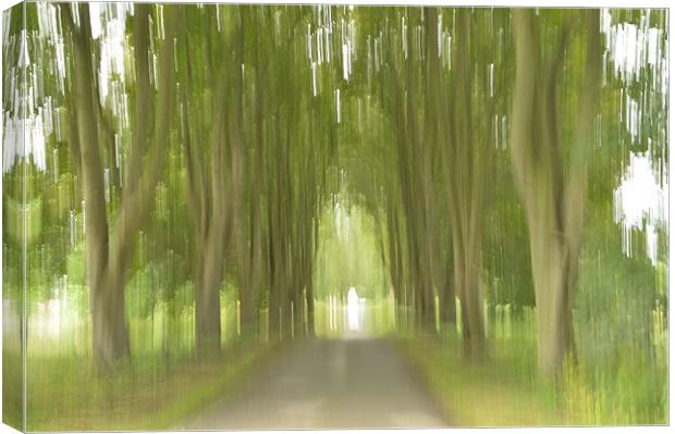 Abstract Trees Canvas Print by Sarah Couzens