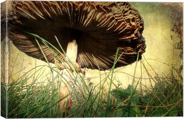 Underneath the Mushroom Canvas Print by Sarah Couzens
