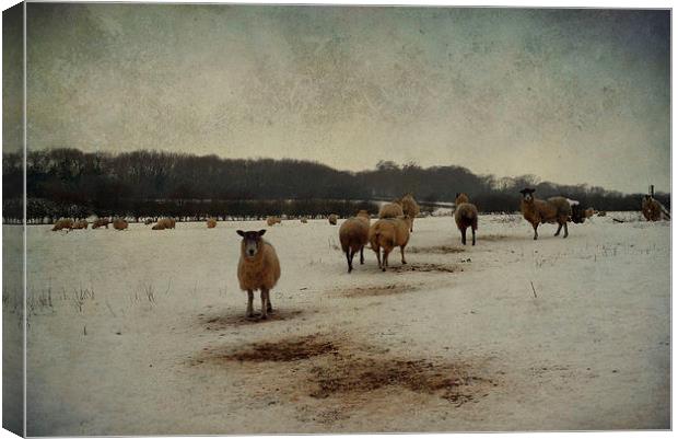 Winter Sheep Canvas Print by Sarah Couzens
