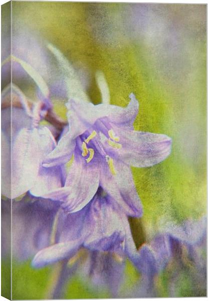 Textured Bluebells Canvas Print by Sarah Couzens