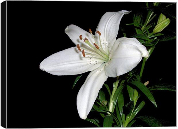 White Lily Canvas Print by Sarah Couzens