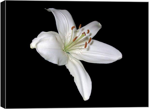 White Lily Canvas Print by Sarah Couzens