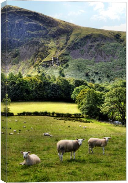 Lucky Sheep Canvas Print by Sarah Couzens