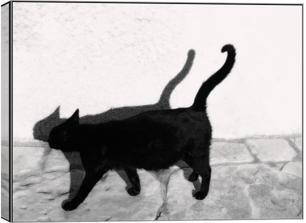 Cat walk Canvas Print by Livia Ivanovici