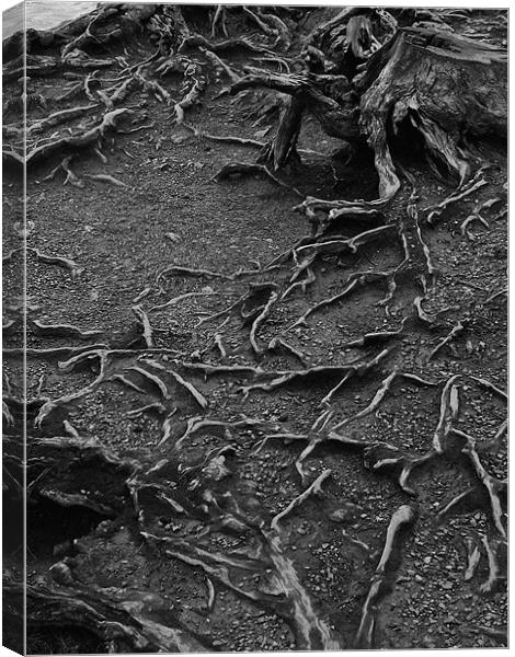 Roots! Canvas Print by Stephen Brown