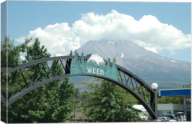 Weed California Canvas Print by john warner