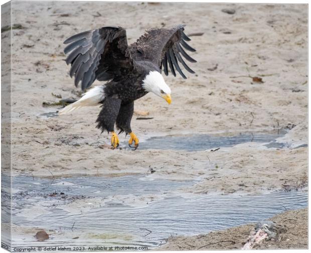 In for a landing Canvas Print by detlef klahm