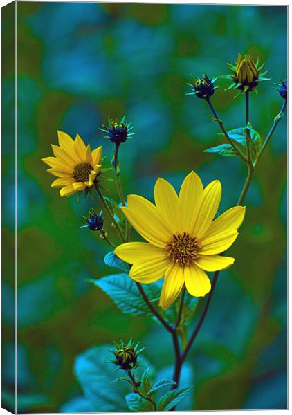 Proud and yellow Canvas Print by Adrian Bud