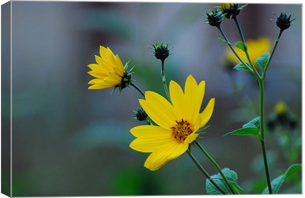The yellow one Canvas Print by Adrian Bud