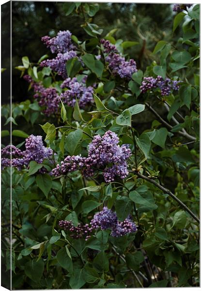 lilac blooming Canvas Print by Adrian Bud