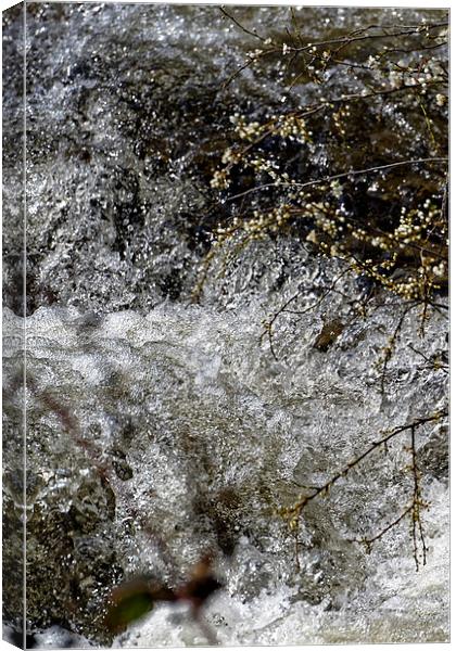 Sibiel creek blossom springtime near Sibiu Romania Canvas Print by Adrian Bud