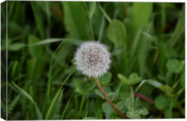 Dandelion at the end Canvas Print by Adrian Bud