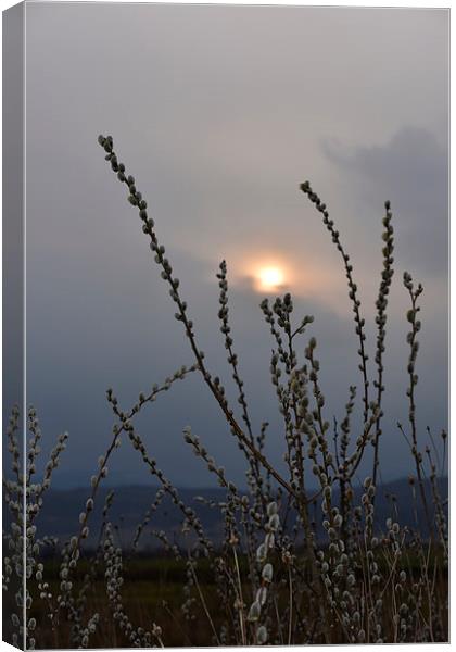 Willow buds in twilight Canvas Print by Adrian Bud