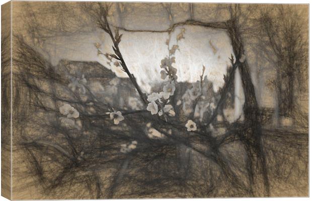 Cherry blossom impression Canvas Print by Adrian Bud
