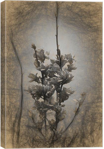 Magnolia blossom in the sky Canvas Print by Adrian Bud
