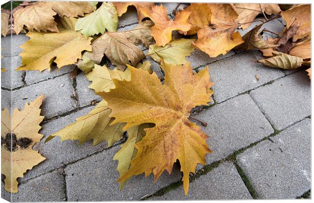 Dry leaves on the street stone pavement Canvas Print by Adrian Bud
